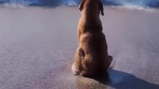 Dogs, like people, have unhappy things
