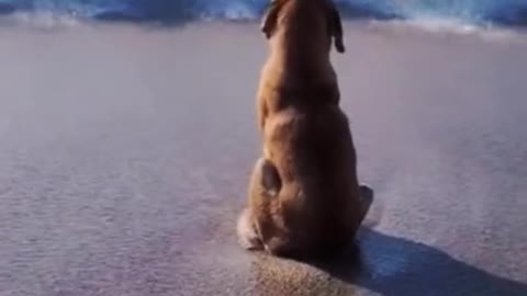 Dogs, like people, have unhappy things