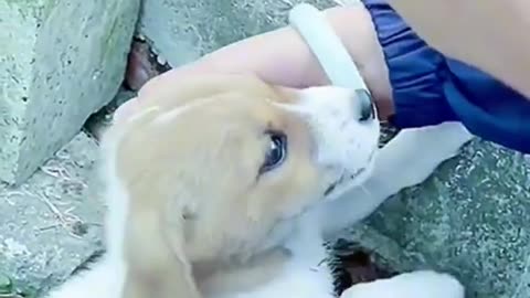 The cute dog is very afraid!cute animals video ever!