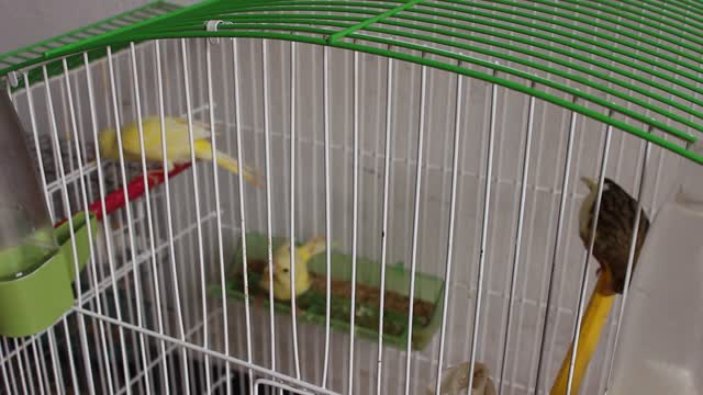 Mating season - 14