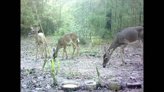 Southeast Texas Backyard Wildlife Garden 87