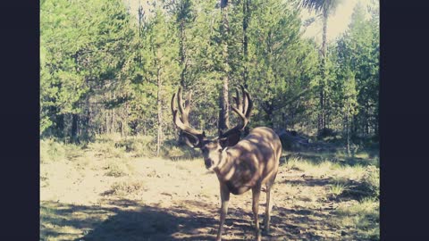 Large Oregon Mule deer bucks