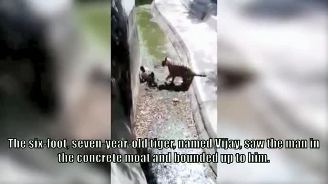 MOST SHOCKINGLY A WHITE TIGER ATTACKS ON A MAN IN THE ZOO