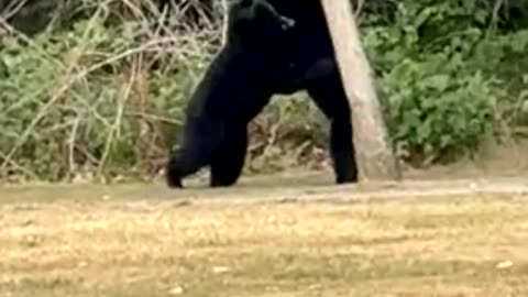 Young Black Bears Playfully Wrestle