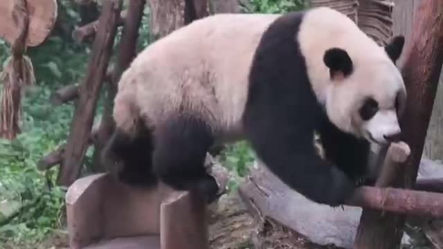 The Daily life of pandas