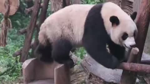 The Daily life of pandas