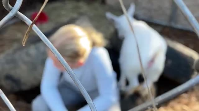 Granddaughter and baby goat yoga