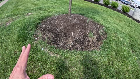 Episode 28 - Do you know how to plant a tree properly? 10 bucks says you don't.