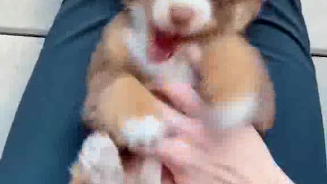 Gimme tickles Cute Littel Dog/Cat | Funny Animal