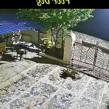 The Poor Dog Died Protecting The House| سگ بیچاره بخاطر حفاظت از خانه جان خود را از دست داد