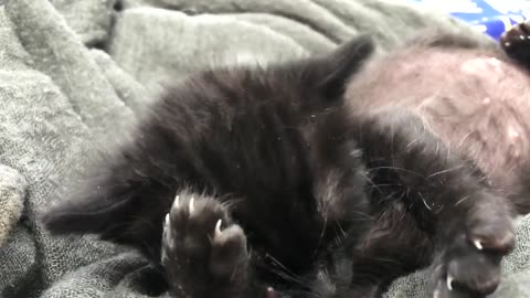 Black kitty
