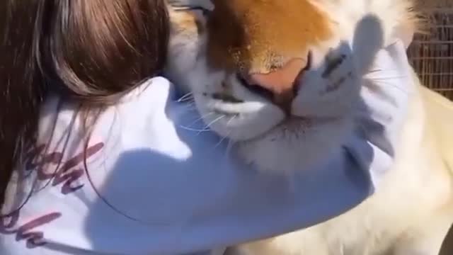 Cute Tiger Hugging Moment