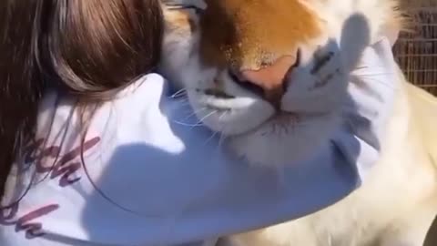 Cute Tiger Hugging Moment