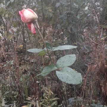 A bud that won't open