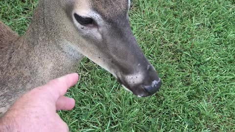 Doe and Dog Playing Together