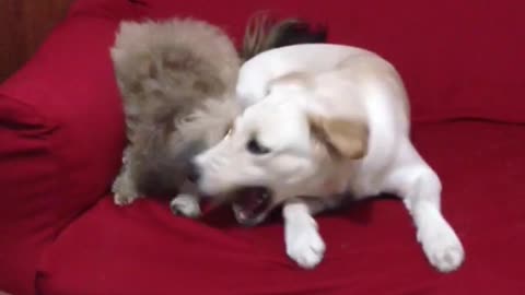 Two dogs play fighting on sofa