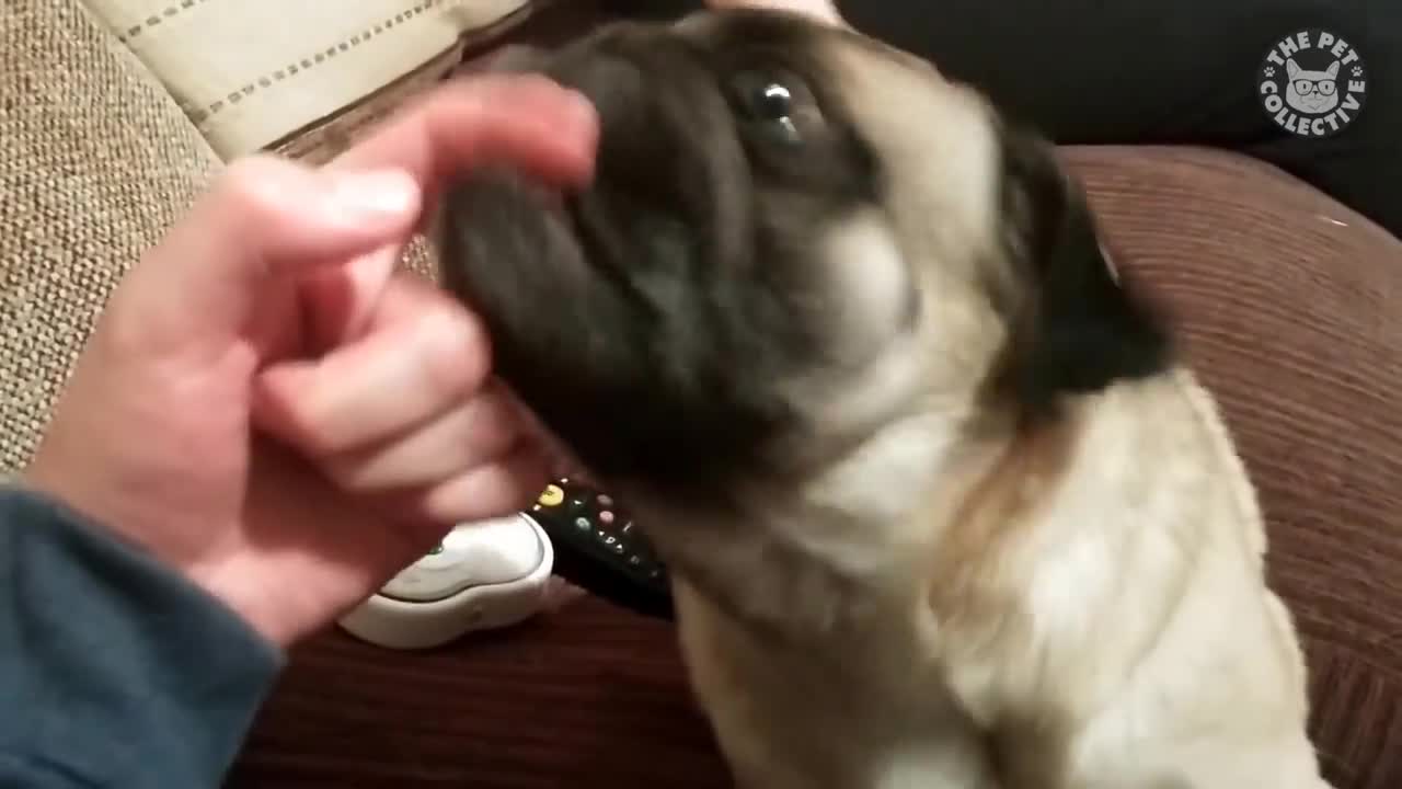 Funniest and Cutest Pug Dog Videos Compilation