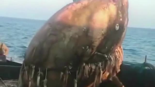MONSTRO DO ALTO MAR