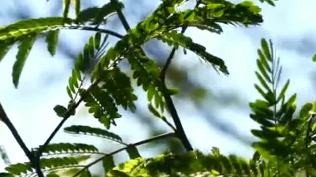 Nature video