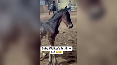 Baby Horse Has its first Zoomies 🐎✨