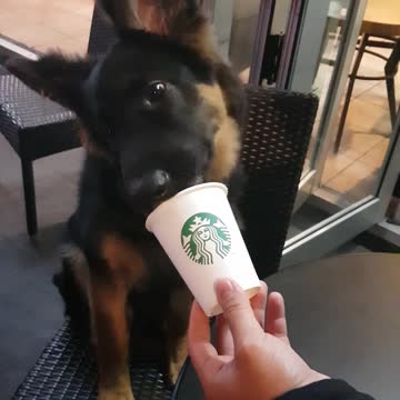 Adorable puppy stops off at starbucks for a midnight puppachino