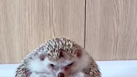 How Do I Know If My Hedgehog Is Happy?