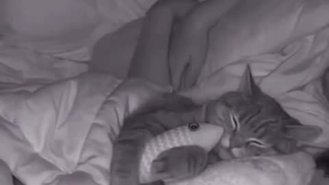 Mike Lindell and MyPillow need to hire this cat