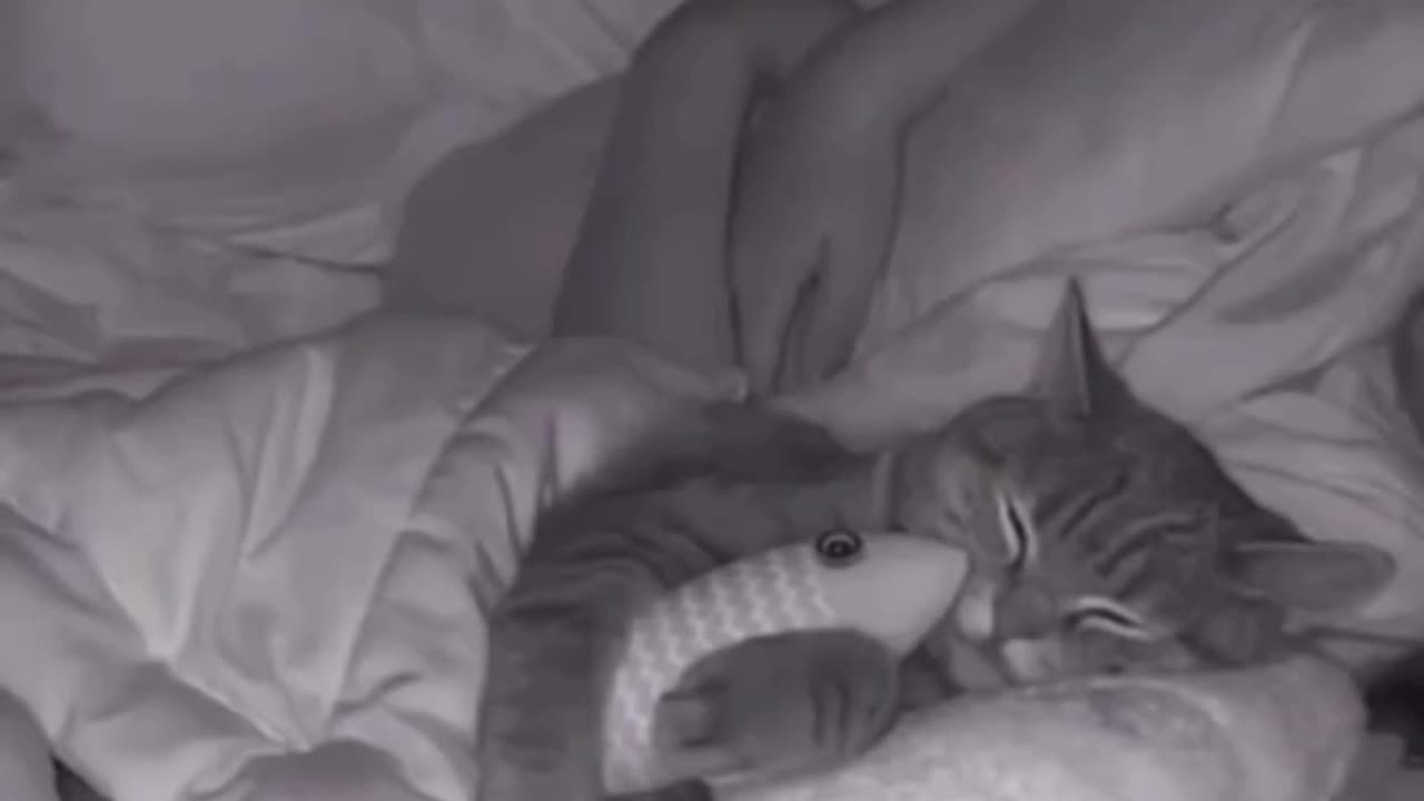 Mike Lindell and MyPillow need to hire this cat