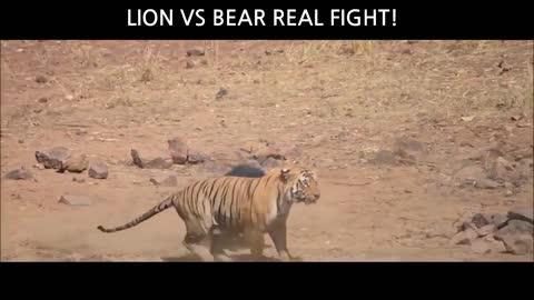 Lion vs Bear