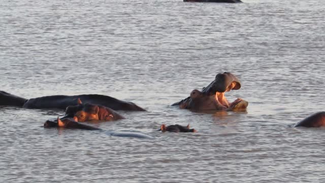 Amazing Hippopotamus Opens Jaw Wide While Yawning