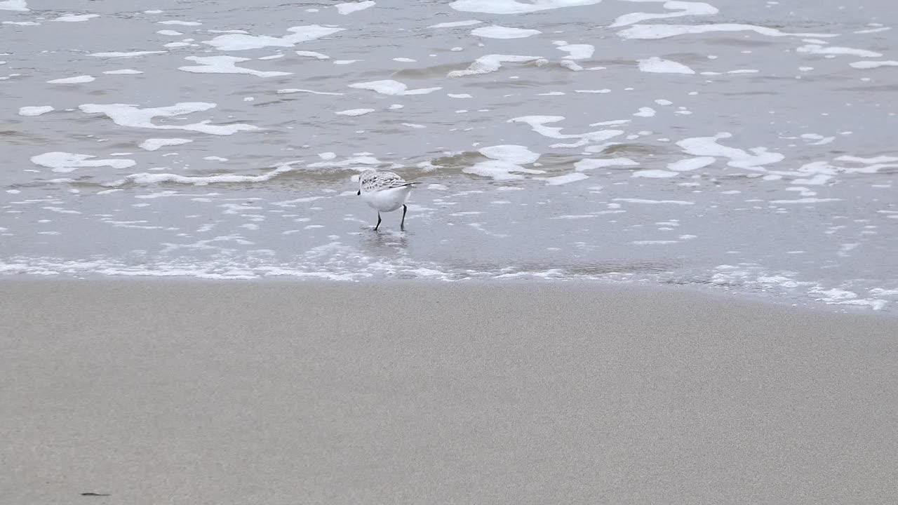 Sandpiper at Kouchibouguac national park