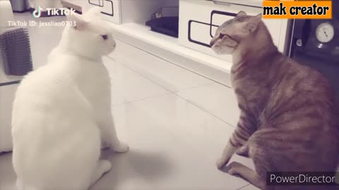 Funniest cats😸 don't try to hold back laughter 😹 - funny cats life