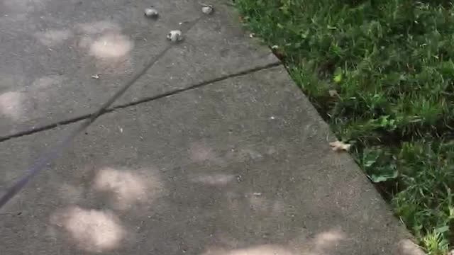 Dog in wheelchairs and cat on leash