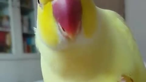 funny bird