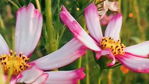 Small chrysanthemums photographed in the wild