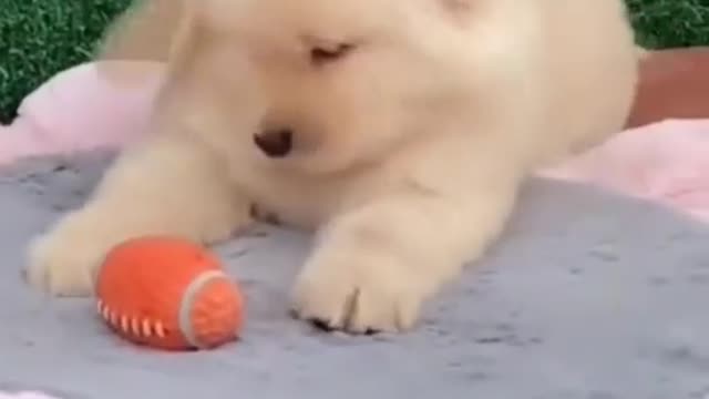 Cute puppy happy moment