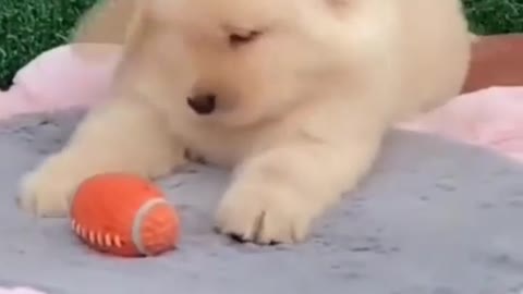 Cute puppy happy moment