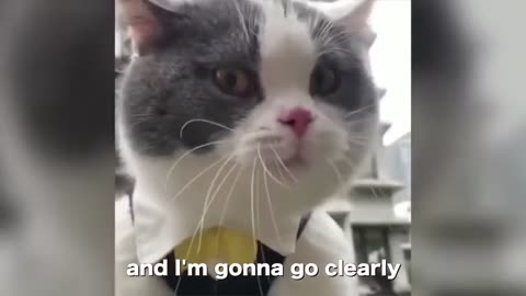 Funny Little Cats Will Make You Laugh and Awww