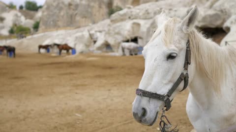 white horse in a street stable