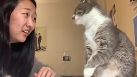 Girl's Abusive Cat Smacks Her In The Face