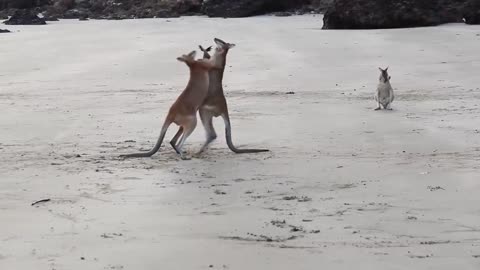 Wallaby Fight