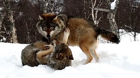 Wolves playing