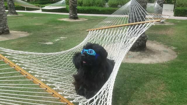 Black dog wearing blue glasses sticking tongue out