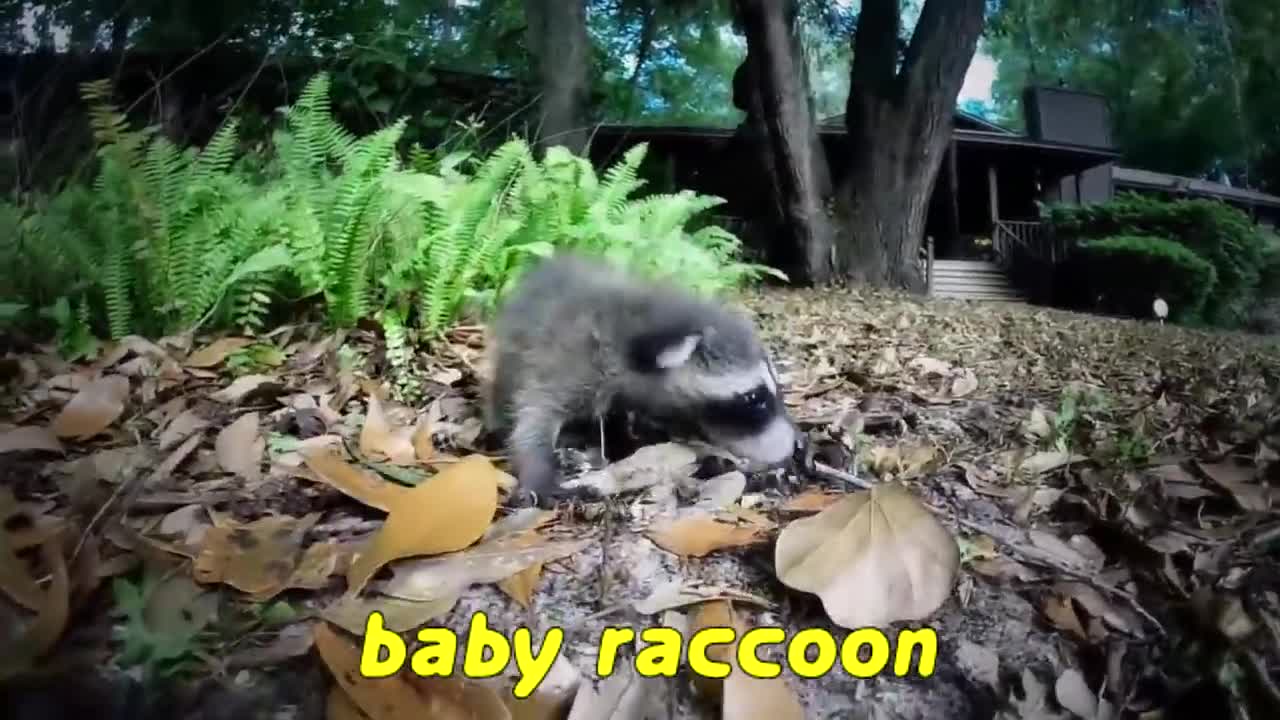 Cutest Wild Baby Animals Ever the best