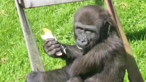 Gorillas eating outside! #gorilla #eating #outside