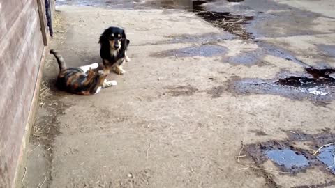 Schnitzel the dachshund playing with flossy the cat.