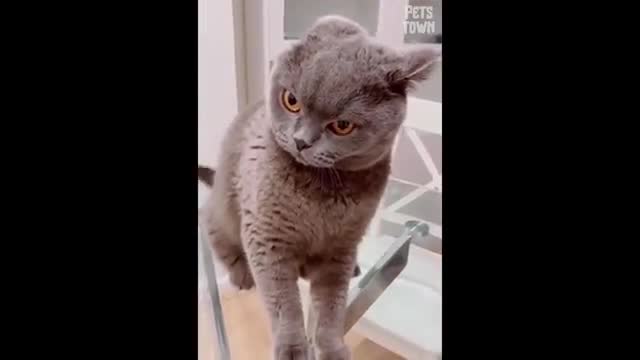 Try Not To Laugh Challenge - Funny Cats & Dogs