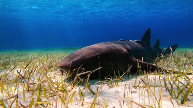 GoPro Life in the Bahamas with André Musgrove