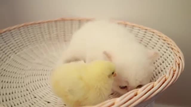 CAT WITH CHICKS FUNNY VIDEO