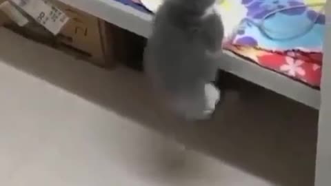 OMG 😱 cute cat 😱😘😘